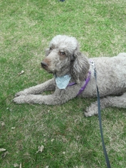 Poodle (Standard) Dogs for adoption in Chaska, MN, USA