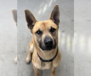 Black Mouth Cur Dogs for adoption in Santa Maria, CA, USA
