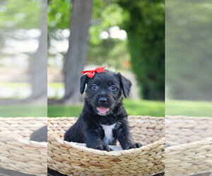 Mutt Dogs for adoption in Sandy, UT, USA