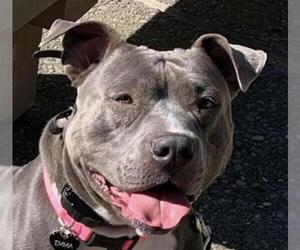 American Pit Bull Terrier Dogs for adoption in San Ramon, CA, USA