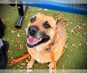 Black Mouth Cur-Unknown Mix Dogs for adoption in Orlando, FL, USA