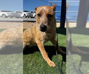 Australian Cattle Dog-Unknown Mix Dogs for adoption in HESPERIA, CA, USA