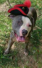 American Staffordshire Terrier Dogs for adoption in Chester, SC, USA