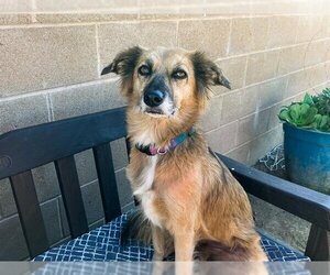 Mutt Dogs for adoption in Orange, CA, USA