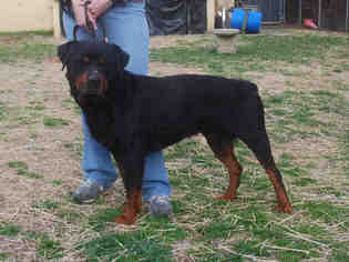 Rottweiler Dogs for adoption in Louisville, KY, USA