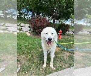 Maremma Sheepdog Dogs for adoption in Vaughan, Ontario, Canada