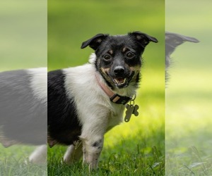 Chihuahua-Unknown Mix Dogs for adoption in Holly Springs, NC, USA