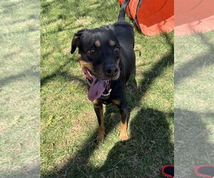 Rottweiler-Unknown Mix Dogs for adoption in Mooresville, NC, USA