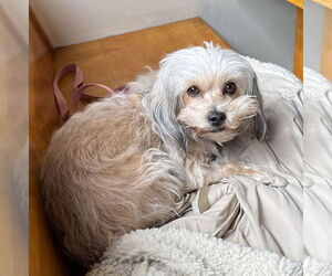 Maltese-Unknown Mix Dogs for adoption in Bellevue, WA, USA