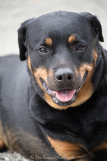 Medium Photo #1 Rottweiler Puppy For Sale in Anchorage, AK, USA