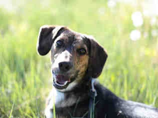 Raggle Dogs for adoption in Denver, CO, USA