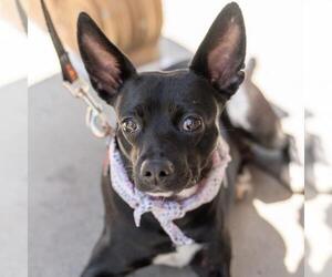 Chihuahua-Unknown Mix Dogs for adoption in San Diego, CA, USA