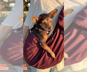 Rat-Cha Dogs for adoption in Princeton, MN, USA