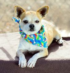 Chihuahua Dogs for adoption in Portland, OR, USA