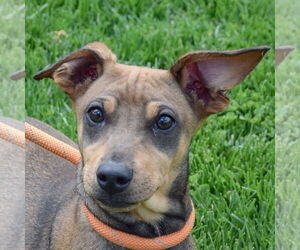 German Pinscher-Greyhound Mix Dogs for adoption in Huntley, IL, USA
