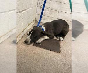 American Pit Bull Terrier Dogs for adoption in San Bernardino, CA, USA