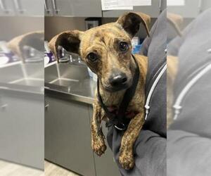 Chihuahua Dogs for adoption in Redlands, CA, USA