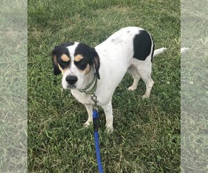 Beagle-Spaniel Mix Dogs for adoption in Pottstown, PA, USA