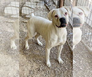 Boxer Dogs for adoption in Austin, TX, USA