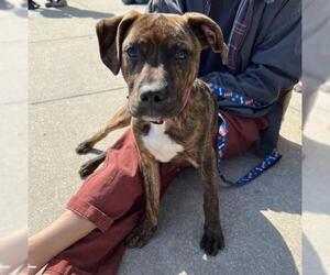 Plott Hound-Unknown Mix Dogs for adoption in Fredericksburg, VA, USA