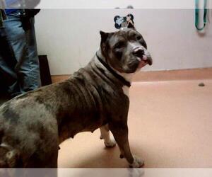 American Pit Bull Terrier Dogs for adoption in Martinez, CA, USA