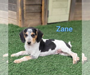Beagle-Unknown Mix Dogs for adoption in Des Moines, IA, USA
