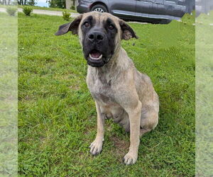 Mastiff Dogs for adoption in Vail, AZ, USA