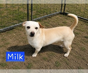 Dachshund-Unknown Mix Dogs for adoption in Minneapolis, MN, USA