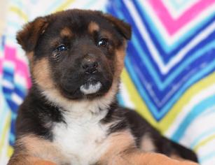 German Shepherd Dog-Unknown Mix Dogs for adoption in Dodson, MT, USA