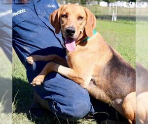Coonhound Dogs for adoption in Von Ormy, TX, USA