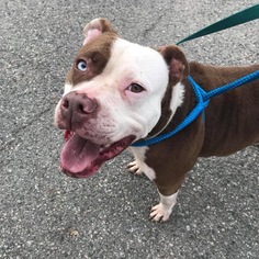 American Pit Bull Terrier-Unknown Mix Dogs for adoption in South Park, PA, USA