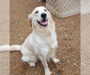 Golden Retriever Dogs for adoption in Alton, IL, USA