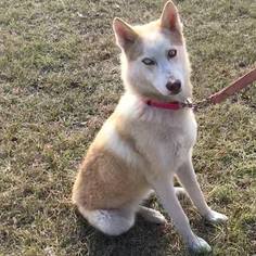 Siberian Husky Dogs for adoption in Diana, TX, USA