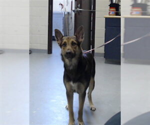 German Shepherd Dog Dogs for adoption in Fayetteville, NC, USA