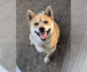 Shiba Inu Dogs for adoption in Sandy, UT, USA