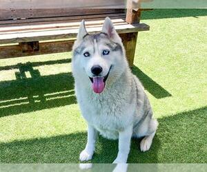 Siberian Husky Dogs for adoption in Orange, CA, USA