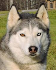Siberian Husky Dogs for adoption in Nashville, IN, USA