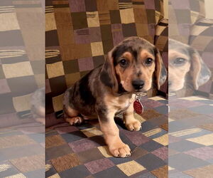 Doxle Dogs for adoption in Royal Palm Beach, FL, USA