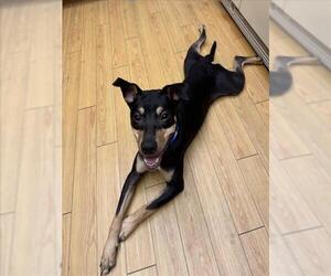 Rottweiler-Unknown Mix Dogs for adoption in Las Vegas, NV, USA