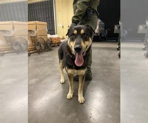 German Shepherd Dog-Unknown Mix Dogs for adoption in Orange, CA, USA