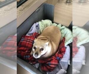 Medium Photo #1 Chihuahua Puppy For Sale in Yreka, CA, USA