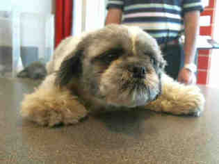 Shih Tzu Dogs for adoption in Plano, TX, USA
