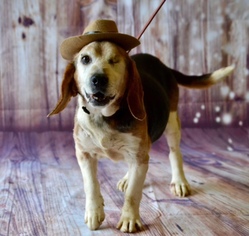 Medium Photo #1 Beagle Puppy For Sale in Toronto, , USA