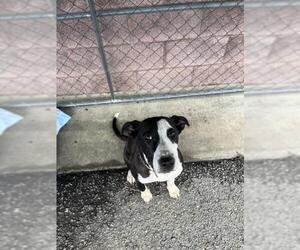 German Shepherd Dog-Unknown Mix Dogs for adoption in Redlands, CA, USA