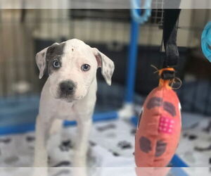 Mutt Dogs for adoption in New London, WI, USA