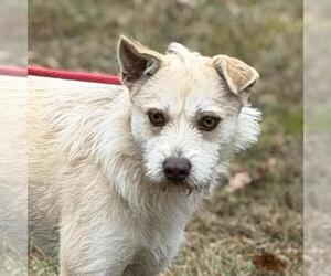Cairn Terrier-Unknown Mix Dogs for adoption in Yardley, PA, USA