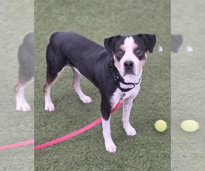 Mutt Dogs for adoption in Las Vegas, NV, USA