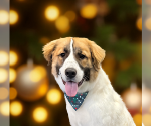 Great Pyrenees-Unknown Mix Dogs for adoption in Wheaton, IL, USA