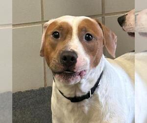 Pointer Dogs for adoption in San Antonio, TX, USA