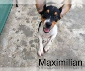 Black and Tan Coonhound-Labrador Retriever-Labrador Retriever Mix Dogs for adoption in Seahurst, WA, USA